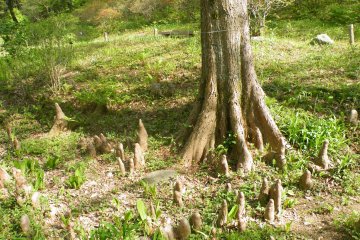 <p>This is pretty awesome. I&#39;m not sure if those are roots or new plants, but they look like an army of protectors</p>