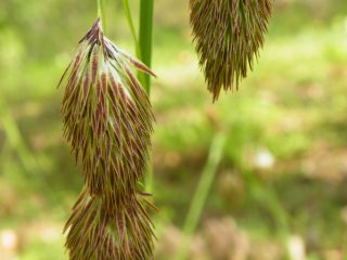 The &quot;Carex Podogyna&quot; or &quot;Raccoon Dog Orchid&quot;. It was the first time I saw this plant. Interesting, isn&#39;t it?