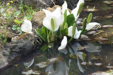 <p>There are several of these Calla Lilies growing around the park</p>