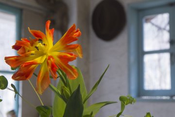 <p>Though this flower doesn&#39;t come from the garden, others will once spring arrives</p>