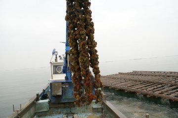 Lifting oysters off the beds, getting ready to take them to a warehouse for opening and packing