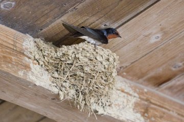 <p>Tsubame, or swallows, nest in rafters like this each spring, with eggs hatching in May</p>