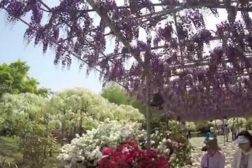 Ashikaga Flower Park and Wisteria