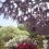 Công viên hoa Ashikaga và hoa tử đằng