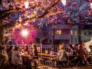 Eating late night snacks under cherry trees has become part of the seasonal trend which is no longer confined only to daytime picnics in parks