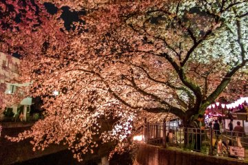 As you navigate your way along the river some giant cherry trees will suddenly appear in front of you