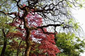 <p>Artistically-shaped Japanese Pagoda Tree and red maple leaves in late spring</p>