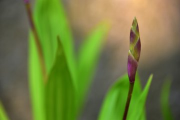 히아신스 난초 꽃이 피기를 기다리고 있다. 그것은 일본어로 '시란'이라고 불리는데, 보라색 난초를 뜻한다