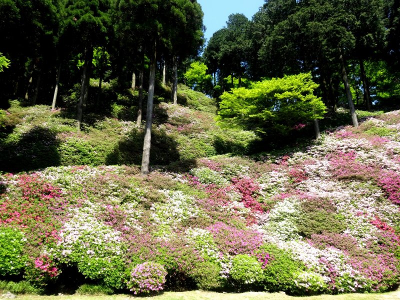 ดอกอะเซลเลียกว่า 10,000 ต้นขึ้นอยู่บนเนินเขาในบริเวณวัด
