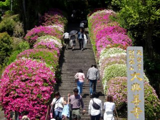 Ngay cả cầu thang chính của ngôi đền cũng được bao quanh với hoa đỗ quyên