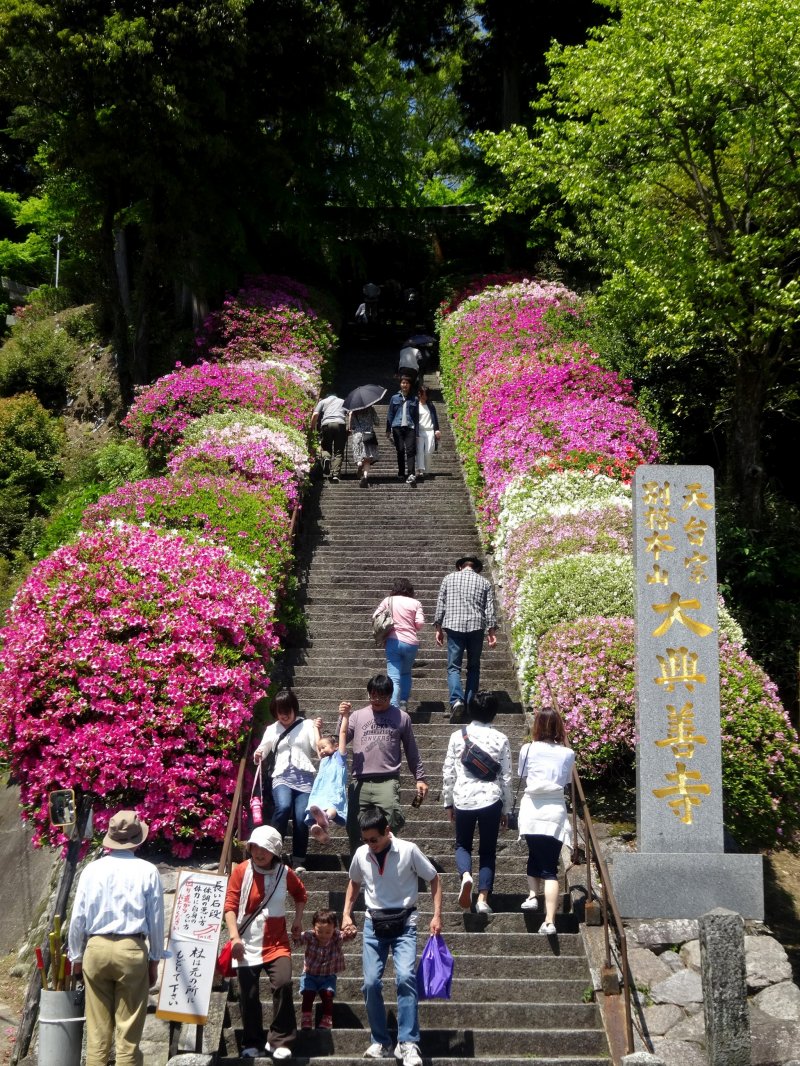 <p>Even the temple&#39;s main staircase is lined with azaleas</p>