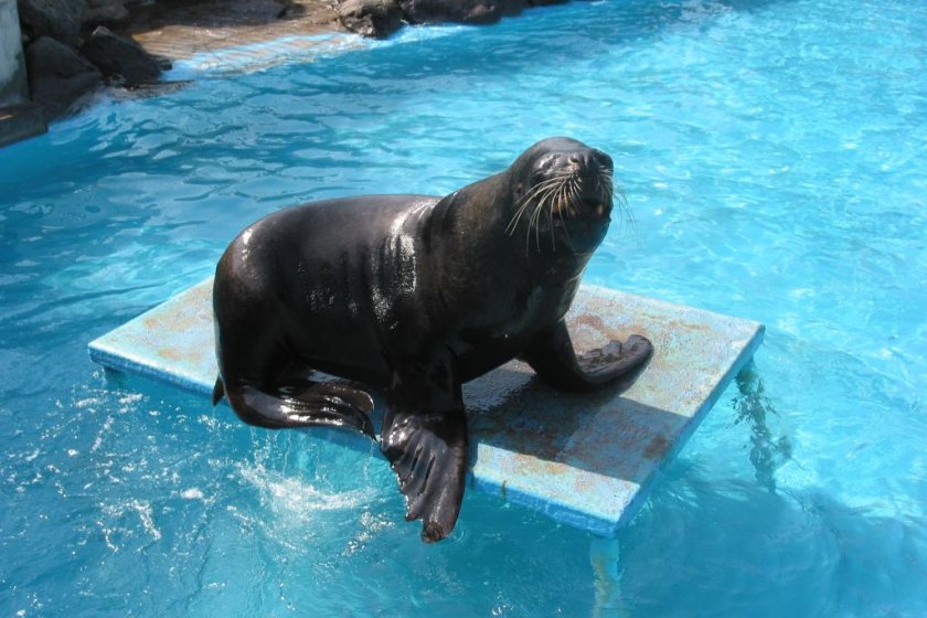 Performing seals at Shibukawa Marine Aquarium