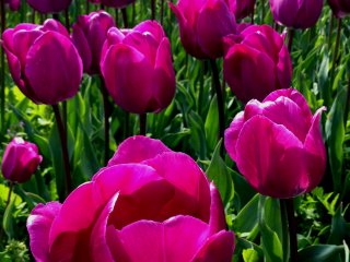 Просто красивые пурпурные тюльпаны