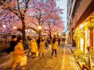 แสงสีจากร้านกาแฟและร้านบูติคสว่างสไว ในขณะที่ผู้คนเดินผ่านไปมาบนทางเดินที่ปกคลุมด้วยกลีบดอกไม้