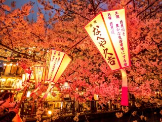 Alors que vient l&#39;obscurit&eacute;, les lanternes color&eacute;es illuminent les superbes cerisiers roses &nbsp;