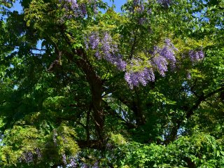Wisteria blooming in wilderness