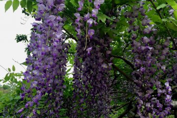 <p>&nbsp;One of more than 20 species of wisteria blooms in the garden</p>