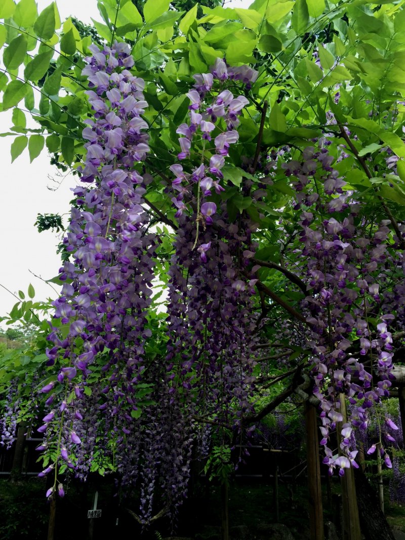 <p>&nbsp;One of more than 20 species of wisteria blooms in the garden</p>