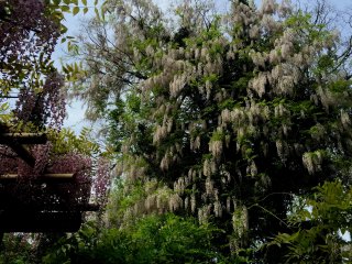 White wisteria enlaced the tree