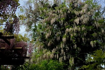 <p>White wisteria enlaced the tree</p>