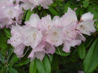 There are several rhododendrons in bloom during spring