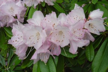 <p>There are several rhododendrons in bloom during spring</p>
