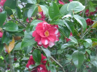 A red and white camellia japonica