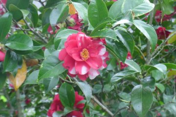 <p>A red and white camellia japonica</p>