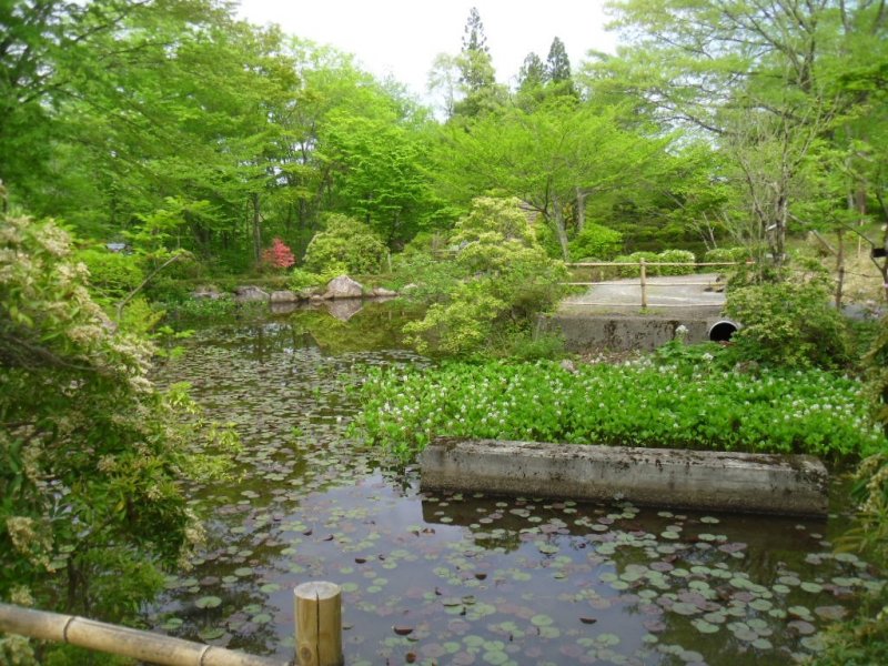 <p>The water lily pond really comes into its own during the summer</p>
