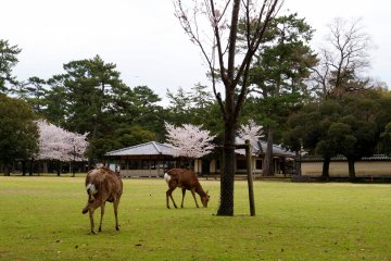 사슴으로 가득한 나라공원(奈良公園)