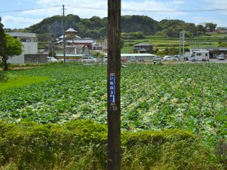 The view from a very small platform of Inubo&nbsp;station; that is a cabbage field in front