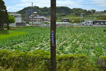 <p>The view from a very small platform of Inubo&nbsp;station; that is a cabbage field in front</p>