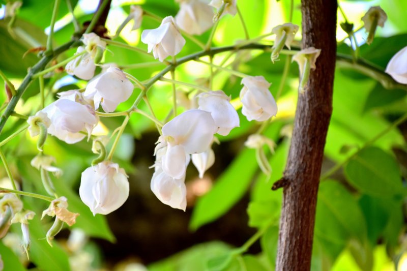 <p>Last blossoms of white wisteria</p>
