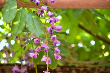 <p>However, there were some blossoms still dangling from the trellis</p>