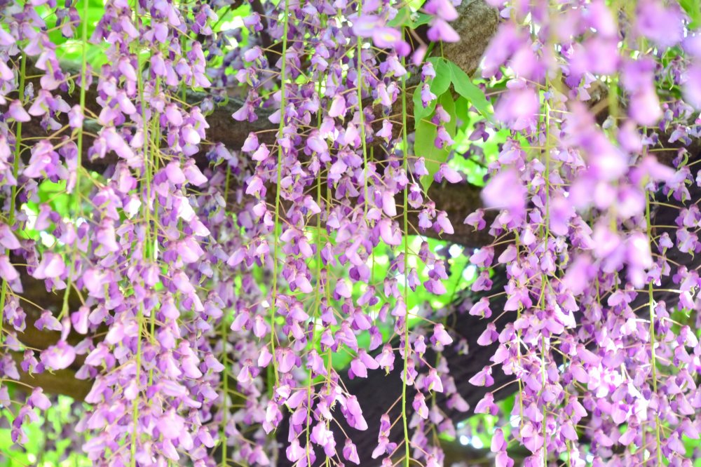Bunga-bunga Wisteria terlihat seperti tirai berwarna ungu