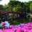 Công viên Shikibu Murasaki vào xuân