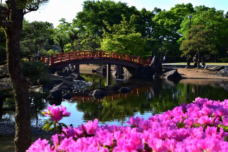 อะเซลเลียสีชมพูเพิ่มสีสันให้แก่ภูมิทัศน์ของสวนพร้อมสะพานสีแดงเหนือสระน้ำ