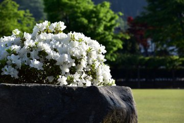 <p>White azaleas on a rock</p>