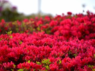 Hoa đỗ quyên đỏ tỏa sáng lần cuối dưới ánh hoàng hôn