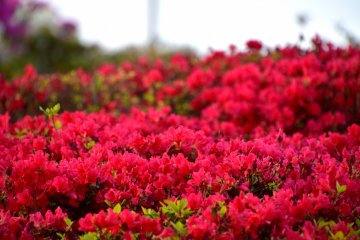 <p>Red azaleas shining for the last time under the setting sun</p>