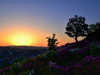 Mặt trời đang lặn trên những ngọn núi phía tây nhìn từ thiên đường hoa đỗ quyên, công viên Nishiyama ở Fukui