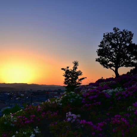 Sunset Over Fukui's Azalea Paradise