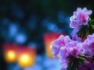 Hoa đỗ quyên hồng với nền là những ánh đèn lồng mờ ảo