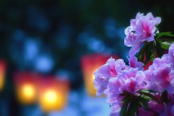 <p>Pink azaleas with blurry lit-up lanterns in the background</p>