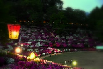 <p>Illuminated Nishiyama Park decorated with 50,000 azaleas at dusk</p>
