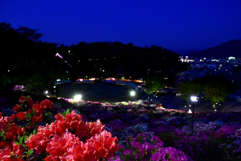 Illuminated Nishiyama Park, an azalea paradise in Fukui, at night