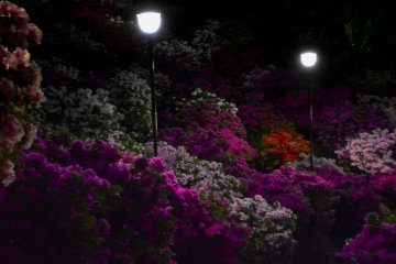 <p>Mysteriously lit azaleas in the dark</p>