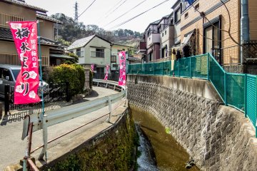 <p>This year`s plum festival lasted from the 4th of February to the 17th March, during which time the narrow streets and rivers leading up to this park are covered with many pink banners</p>