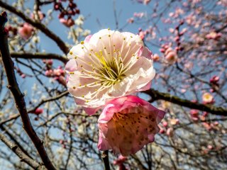 Two colorful plum blossoms up close