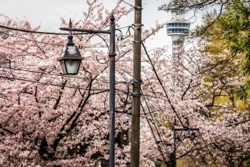<p>As you approach the park from Motomachi Station you are immediately presented with a colorful sight</p>